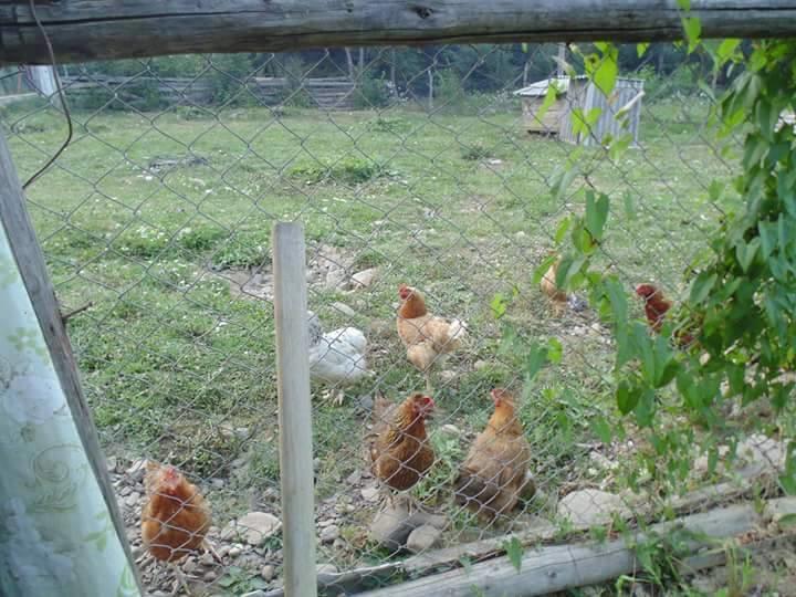 Floare De Maramures 2 シゲトゥ・マルマツィエイ エクステリア 写真